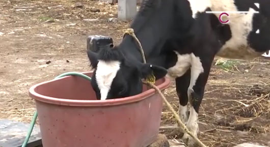 Recomiendan a productores proteger a su ganado de las altas temperaturas
