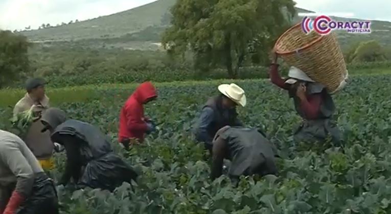 Promueve SIA la sanidad vegetal en “Tlaxcala, la Feria de Ferias 2025”