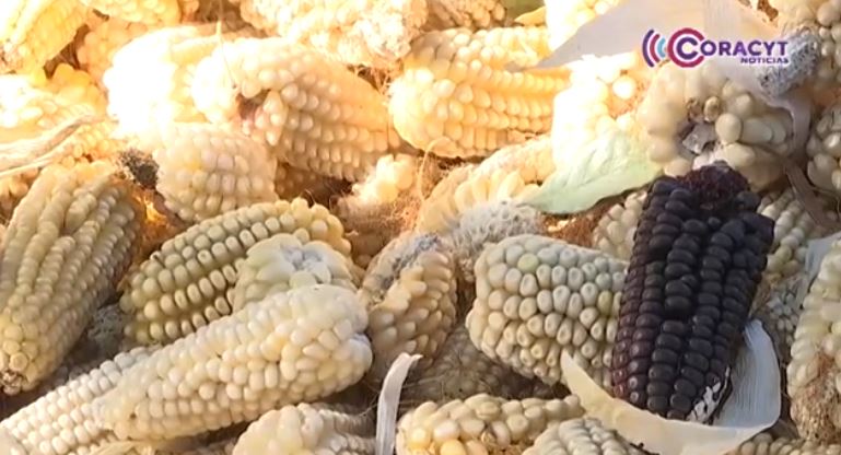 Destinarán 50 millones de pesos para fortalecer el precio del maíz en Tlaxcala