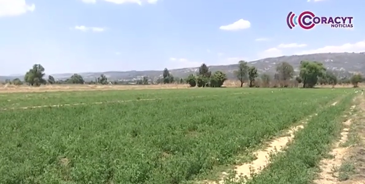 Mejoraran cultivos en Tlaxcala con la aplicación de 8 mil toneladas de composta