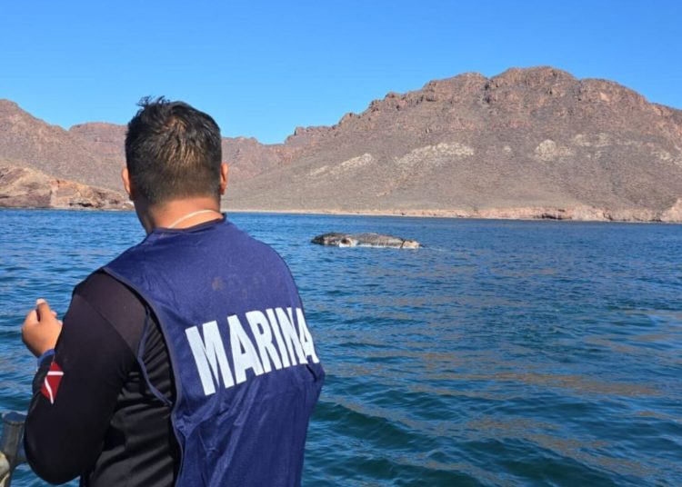 Encuentran ballena varada sin vida en playa del sur de Sonora