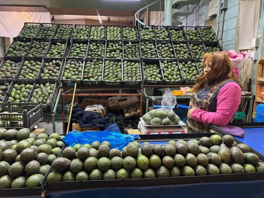 Envía Michoacán más de 110 mil toneladas de aguacate a EU
