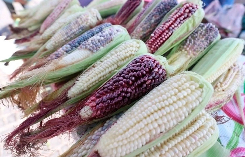 Importó México 40.7 millones de toneladas de granos