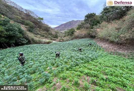 Destruye Defensa 327 plantíos de amapola y mariguana en 5 estados