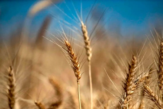Anuncia Trump aranceles a productos agrícolas desde abril