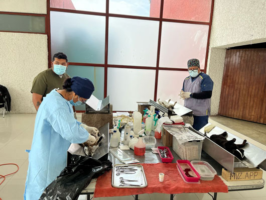 Realiza Sector Salud 500 esterilizaciones de perros y gatos