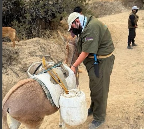 Activan Caravana de Bienestar Animal tras incendio en Atltzayanca