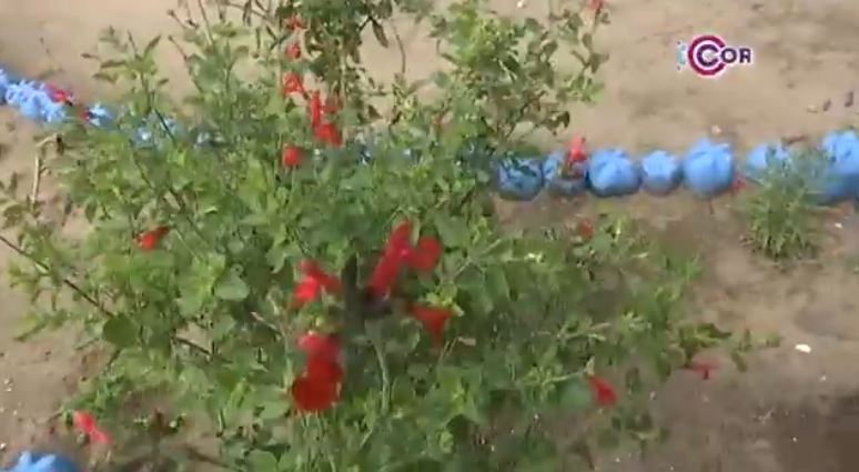 Restaurarán mil hectáreas en Tlaxcala con programa “Sembrando Vida” 