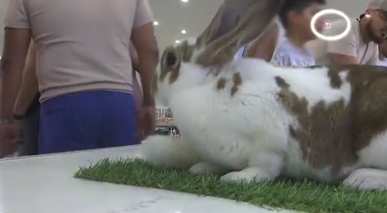 Tetla realiza el Primer Campeonato de Conejos con participación de 100 ejemplares