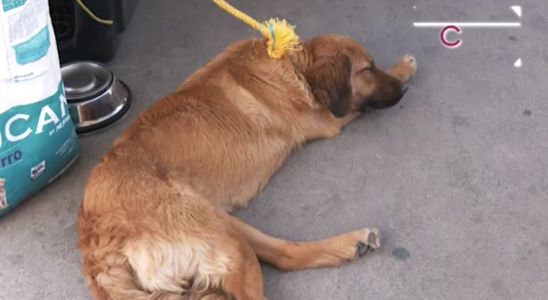Emite CBA recomendaciones para proteger a animales de compañía ante ola de calor