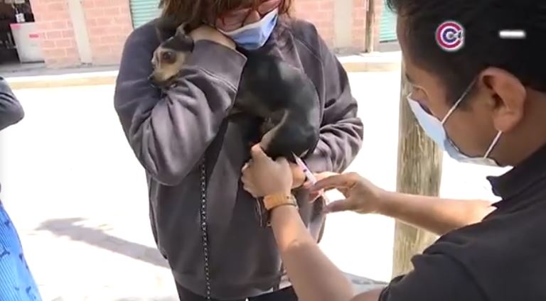 Mantienen Sector Salud vacunación antirrábica en Tlaxcala 