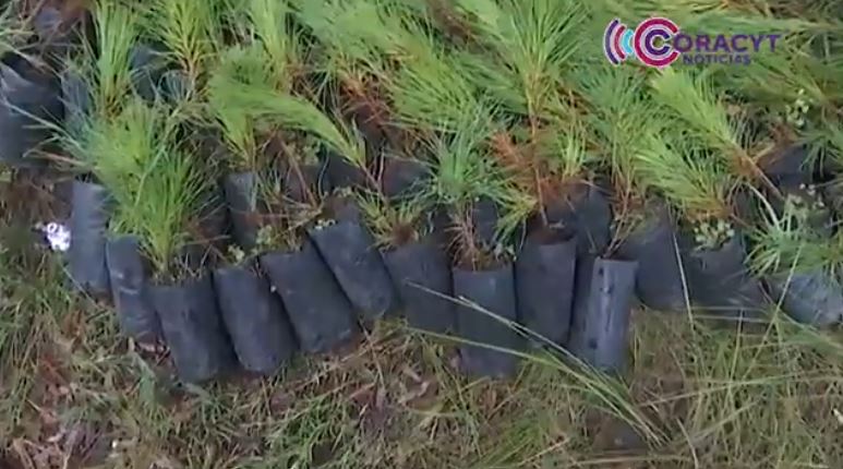 Convoca Conafor a reforestar 24 hectáreas en siete municipios de Tlaxcala