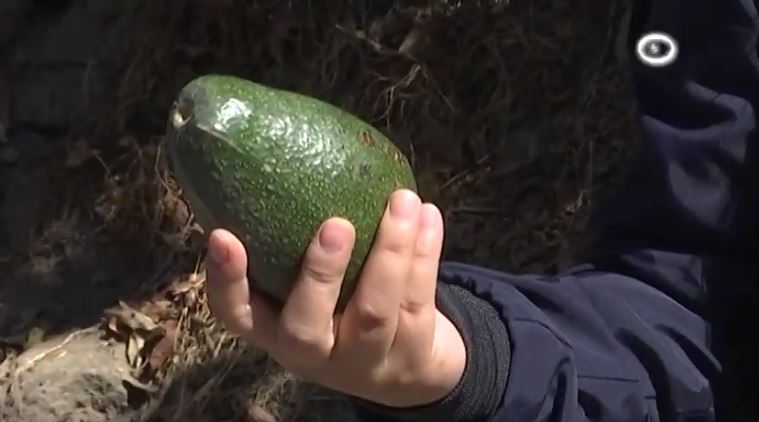 Obtuvieron buena cosecha productores de aguacate de Tepeyanco 