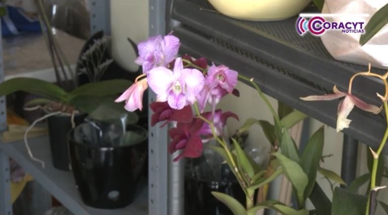 Apetatitlán alista “Festival de la Orquídea” y festejo por “Día de las Madres”