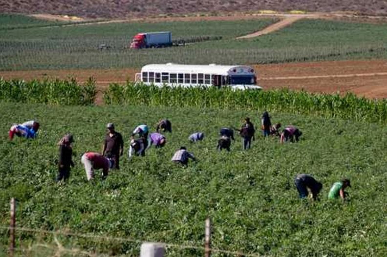 Se trabaja en plan de justicia social y laboral para jornaleros de San Quintín: Sheinbaum