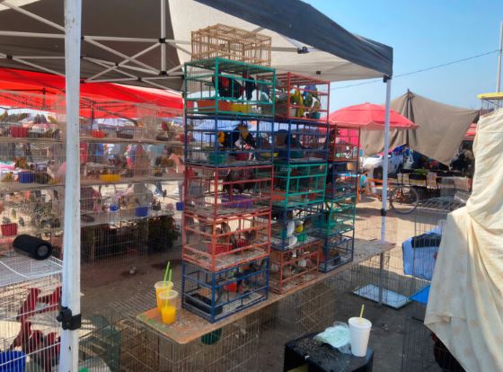 Profepa rescata a 107 aves del tráfico ilegal en Morelos