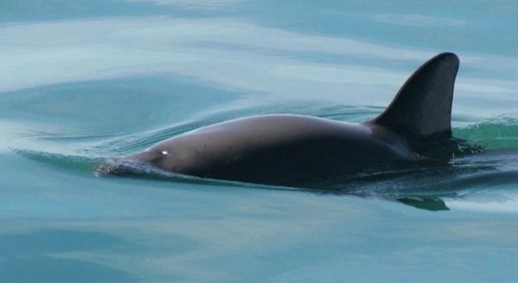 Avistan vaquitas marinas en el Alto Golfo de California y área de extensión