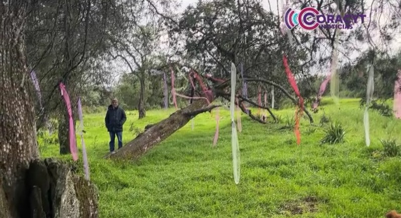¿Conoces el Árbol de los Deseos de Nanacamilpa?