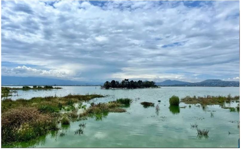 Retorno de 500 especies de fauna y flora al Lago de Texcoco, muestra importancia de no haber construido NAICM: presidenta Claudia Sheinbaum