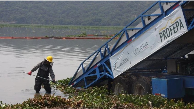 Gobierno de México reduce a la mitad la superficie afectada por lirio acuático en la presa Endhó