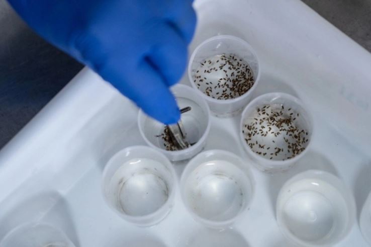 Cofepris aprueba registro de la vacuna contra el dengue elaborada por Takeda