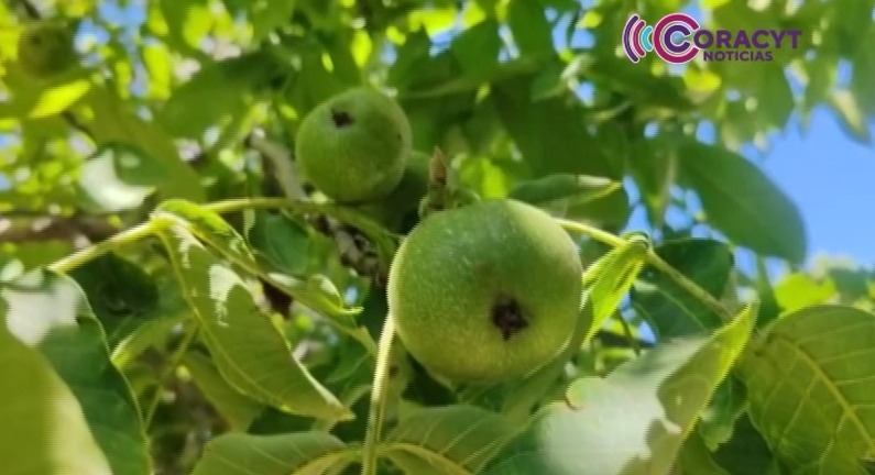 Alistan productores de Teolocholco cosecha de la nuez de Castilla