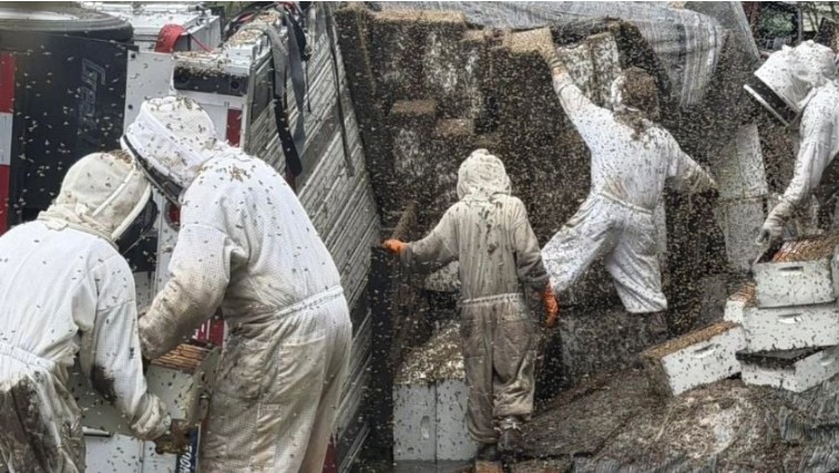 Millones de abejas invaden una carretera tras volcadura de camión que transportaba colmenas