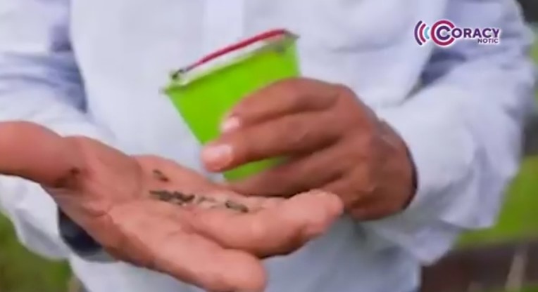 Descarta SESA casos de gusano barrenador en Tlaxcala