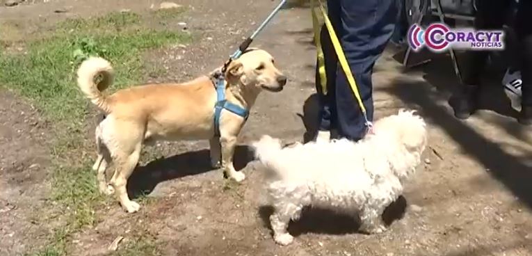 Aplicarán más de 380 mil dosis durante Semana Nacional de Vacunación Antirrábica